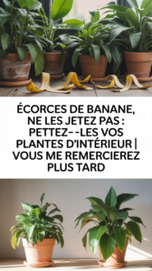 Écorces de banane, ne les jetez pas : mettez-les sur vos plantes d’intérieur | Vous me remercierez plus tard