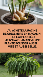 J’ai acheté la racine de gingembre en magasin et l’ai plantée : je n’avais jamais vu une plante pousser aussi vite et aussi belle.