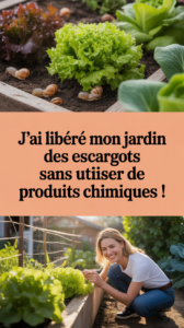 J’ai libéré mon jardin des escargots sans utiliser de produits chimiques !
