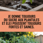 Je donne toujours du sucre aux plantules et elles poussent toujours fortes et saines.