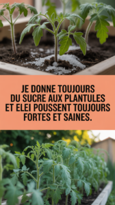 Je donne toujours du sucre aux plantules et elles poussent toujours fortes et saines.