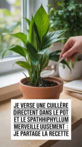 Je verse une cuillère directement dans le pot et le spathiphyllum refleurit merveilleusement : je partage la recette