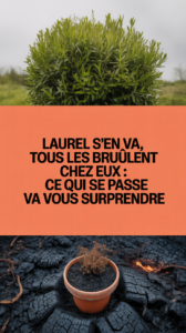 Laurel s'en va, tous les brûlent chez eux : ce qui se passe va vous surprendre