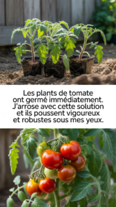Les plants de tomate ont germé immédiatement. J’arrose avec cette solution et ils poussent vigoureux et robustes sous mes yeux.