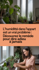 L'humidité dans l'appartement est un vrai problème : découvrez le remède pour dire adieu à jamais