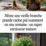 Même une vieille branche prend racine puissamment en une semaine : un super enraisseur maison