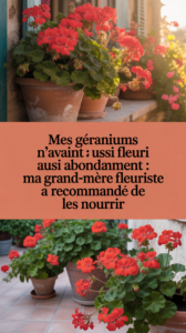 Mes géraniums n’avaient jamais fleuri aussi abondamment : ma grand-mère fleuriste a recommandé de les nourrir