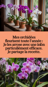 Mes orchidées fleurissent toute l'année : je les arrose avec une infusion particulièrement efficace. Je partage la recette.