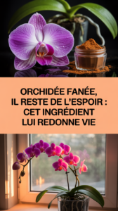 Orchidée fanée, il reste de l'espoir : cet ingrédient lui redonne vie