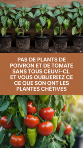 Pas de plants de poivron et de tomate sans ceux-ci, et vous oublierez ce que sont les plantes chétives.