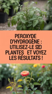 Peroxyde d'hydrogène : utilisez-le sur les plantes et voyez les résultats !