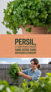 Persil, le secret pour le faire pousser sans cesse sans dépenser d'argent