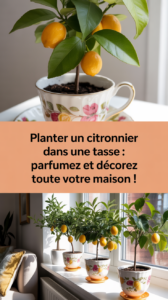 Planter un citronnier dans une tasse : parfumez et décorez toute votre maison !
