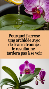 Pourquoi j'arrose une orchidée avec de l'eau citronnée : le résultat ne tardera pas à se voir