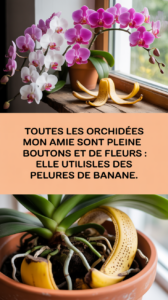 Toutes les orchidées de mon amie sont pleines de boutons et de fleurs : elle utilise des pelures de banane.