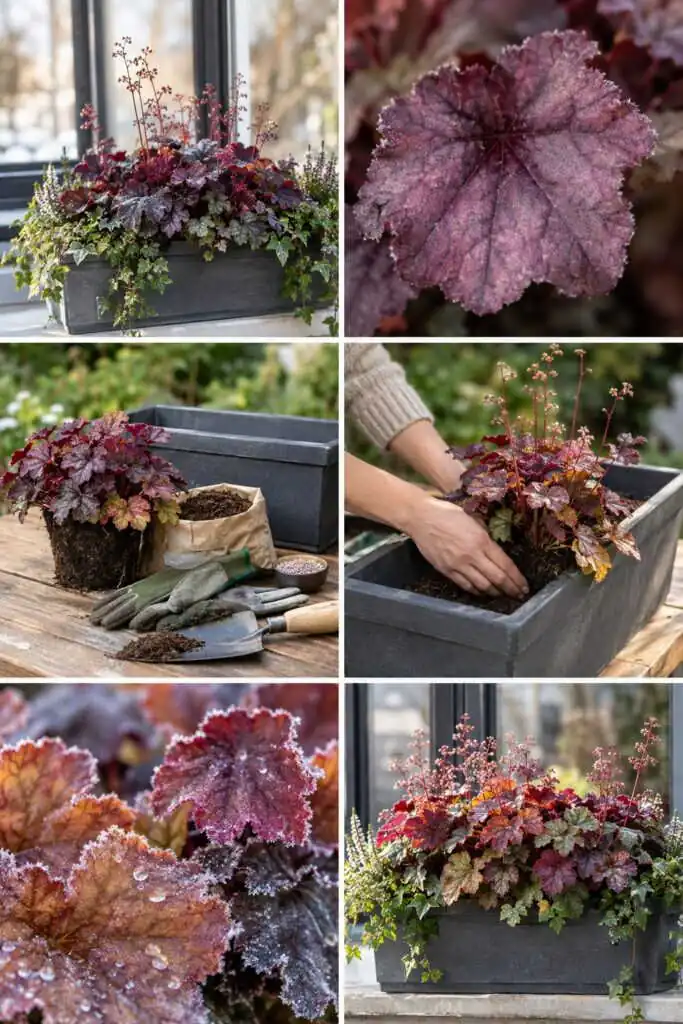 Heuchères : la plante qui reste colorée en jardinière même en janvier