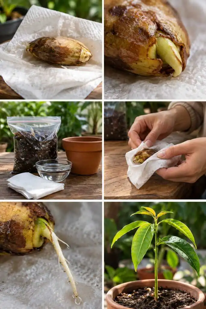 Noyau de mangue : le faire germer en 2 semaines dans du papier essuie-tout