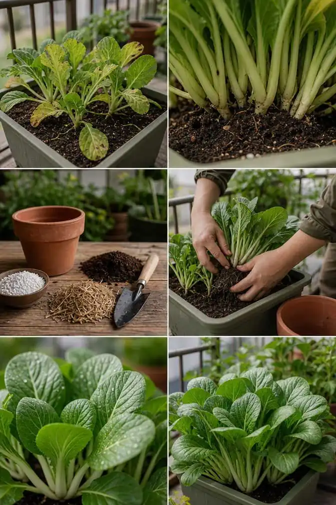 Potager en pot : les 5 erreurs de la première année